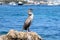 Gray waterfowl Cormorant Phalacrocorax aristotelis on the stone of the beach of Palma Nova.