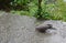 A gray wet pigeon drinks water from a small pond