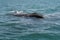 Gray whale calf