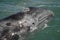 Gray Whale calf, Baja California