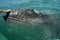 Gray whale calf investigating a small boat