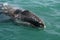 Gray whale calf investigating a small boat