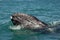 Gray whale calf investigating a small boat