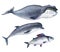 A gray whale and dolphin. Splashes sketch of ocean north animals
