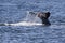 Gray Whale Fluke with Water Trailing