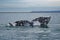 Gray whale`s tail above the water surface in Baja California on Mexico`s Pacific coast