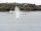 Gray Whale Spouting on the Coast