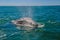 Gray whales (Eschrichtius robustus), Mexico