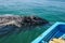 Gray whales (Eschrichtius robustus), Mexico