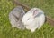 Gray and white albino rabbit