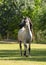 Gray and white Arabian stallion trotting on a lunge line in a green field with trees in the background