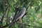 A gray and white and blue bird, Night Heron & x28;Taiwan& x29;, standing on a branch, a bird in the green leaves - Image