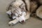 Gray, white and brown husky sleep on the floor. lazy husky lies on the floor with closed eyes. portrait of siberian