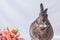 Gray and white bunny rabbit against soft background and tulip flowers in vintage setting