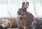 Gray and white bunny rabbit surrounded by plush looking vintage setting
