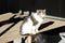 gray and white cat in anti flea collar sitting on a table at an outdoor market