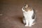 Gray and white cat frightened looking at the camera sitting on the ground in the blurred background