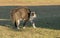 A gray and white cat with her back bowed and hair standing up