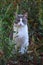 Gray and white cat posing in grass. Close image cat Oudoor in garden