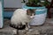 A gray-white cat standing on a stone fence, staring into the distance.