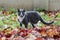 gray and white cat walking on the street beautiful autumn maple leaves the ground.