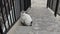 A gray white cat walks on the street. Fluffy cute yard cat sitting on the steps of the stairs