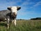 Gray white cow shows a tongue in grazing