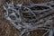 gray white dry twisting patterned tangled roots of old dead tree on backdrop of sand with light shells and pebbles