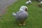 Gray and White Duck with his Head Bent Down