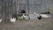 Gray and white hens and roosters run after each other in a rural yard near a gray wooden fence