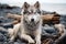 a gray and white husky dog sitting on the beach