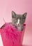 Gray and white kitten pink box, pink background.