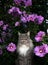 gray white longhair cat in front of flowering Hibiscus with pink blossoms