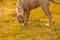 A gray-white mixed breed dog in a collar stands in a park outdoors in the light of the sun and looks for something in the green gr