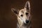 Gray and white mongrel dog sitting in studio on brown blackground and looking at camera