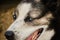 Gray white mongrel with intelligent look smiles. Portrait of adult blue eyed Alaskan husky close up. A dog from kennel