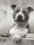 Gray and white pitbull looking concentrate.