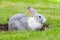 Gray and white rabbit digs a hole on green grass