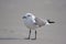 Gray and White Sea Gull on the Sandy Beach