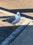 Gray and white seagull bird standing on ground
