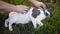 Gray with white spots cat basking