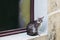 Gray and white tabby cat sitting alone on the edge of a window