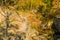 Gray and white tabby cat walking on stone ledge