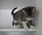 Gray and White Tabby Kitten Looking Down