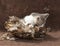 Gray, white and tan tabby calico sitting in a bird nest