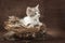 Gray, white and tan tabby calico sitting in a bird nest