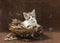 Gray, white and tan tabby calico sitting in a bird nest