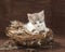 Gray, white and tan tabby calico sitting in a bird nest