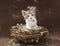 Gray, white and tan tabby calico sitting in a bird nest