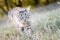 Gray wild cat hunts in the dense grass. The animal is sneaking up on its prey. Portrait of a cat who is tracking its victim.